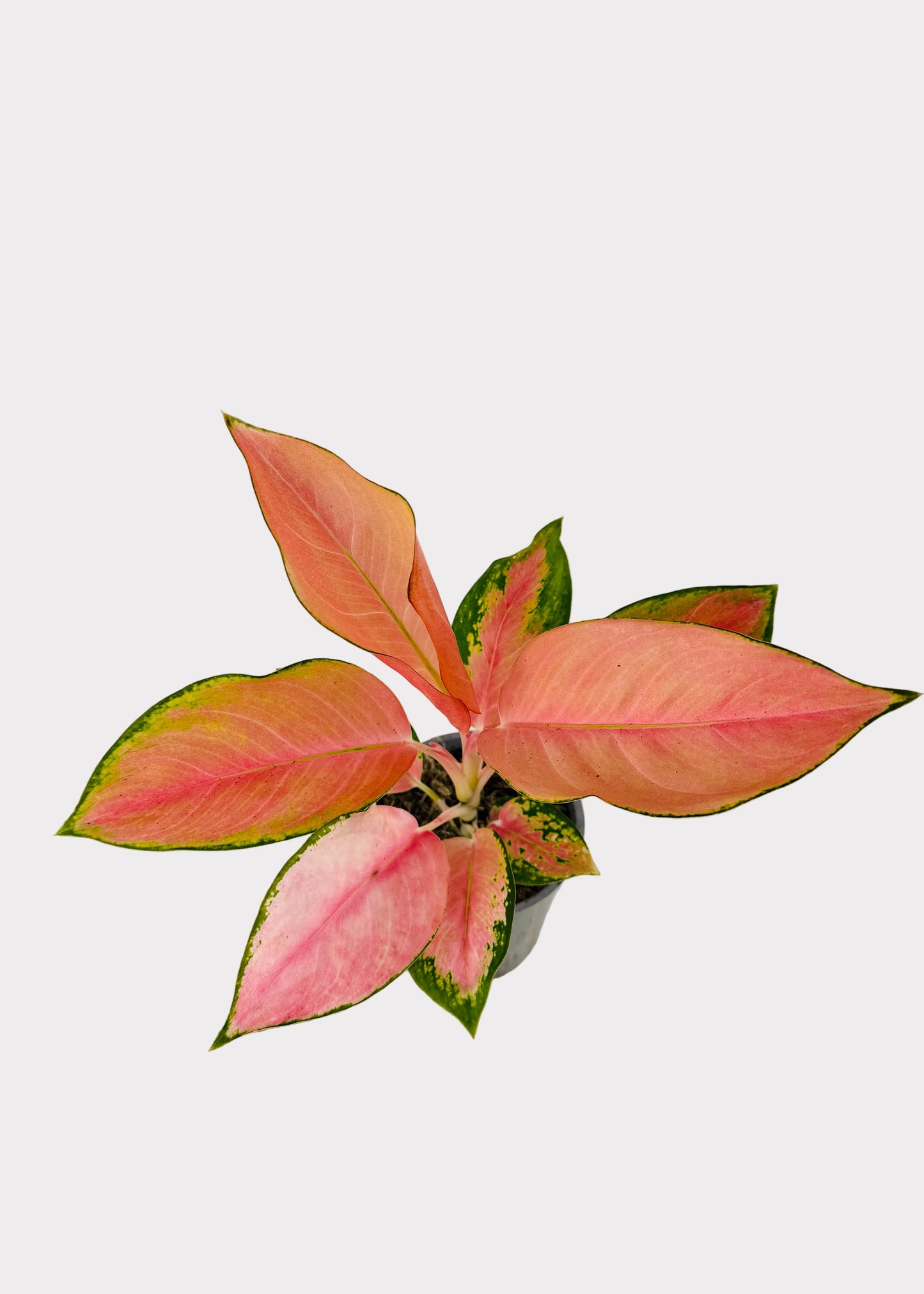 Aglaonema – China Red
