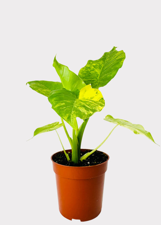 Alocasia Elephant Ear Gageana Yellow in brown nursery pot – front view – Rainbow Rosemead