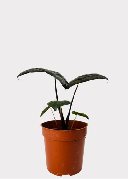 Alocasia Serendipity with deep purple-black leaves in brown nursery pot – front view – Rainbow Rosemead