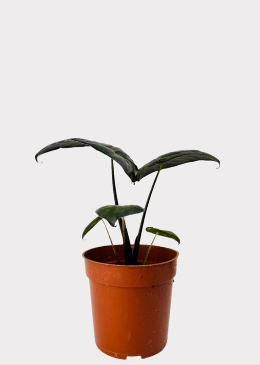 Alocasia Serendipity with deep purple-black leaves in brown nursery pot – front view – Rainbow Rosemead