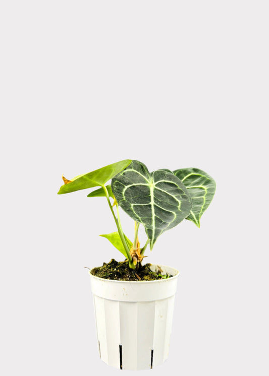 Anthurium Claverinum with dark green lobed leaves in white pot – front view – Rainbow Rosemead