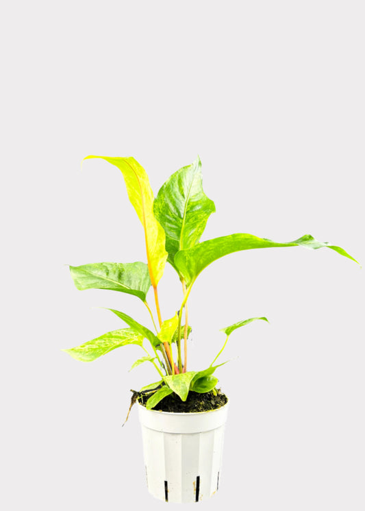 Anthurium Hookeri Variegated with green-yellow leaves in white pot – front view – Rainbow Rosemead