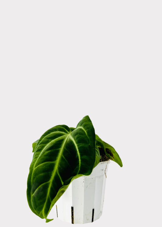 Anthurium villenaorum with velvety heart-shaped leaves in white pot – front view – Rainbow Rosemead