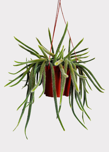 Aporocactus Flagelliformis Rat Tail Cactus in brown hanging pot – front view – Rainbow Rosemead