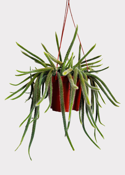 Aporocactus Flagelliformis Rat Tail Cactus in brown hanging pot – front view – Rainbow Rosemead