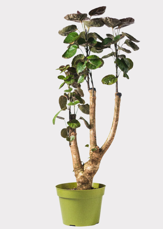 Aralia Fabian indoor tree with glossy green leaves in green pot – front view – Rainbow Rosemead