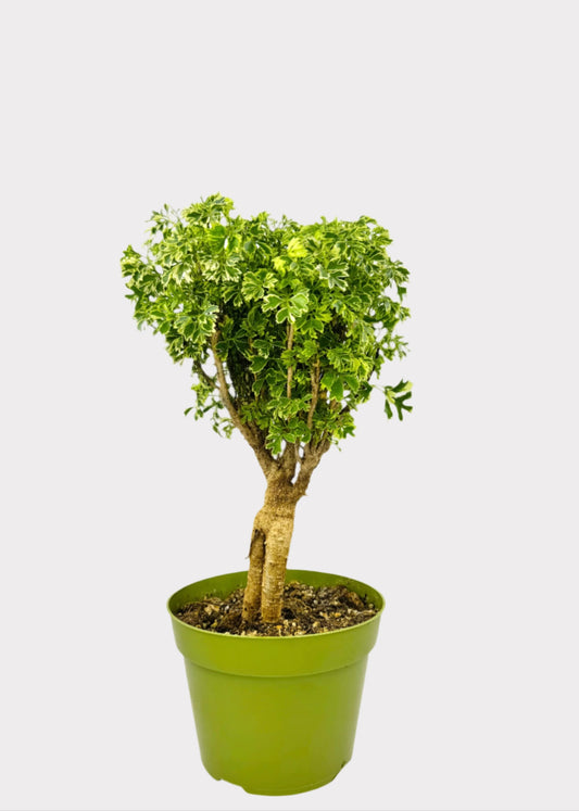 Aralia Ming Gold Bonsai with golden-green foliage in green pot – front view – Rainbow Rosemead