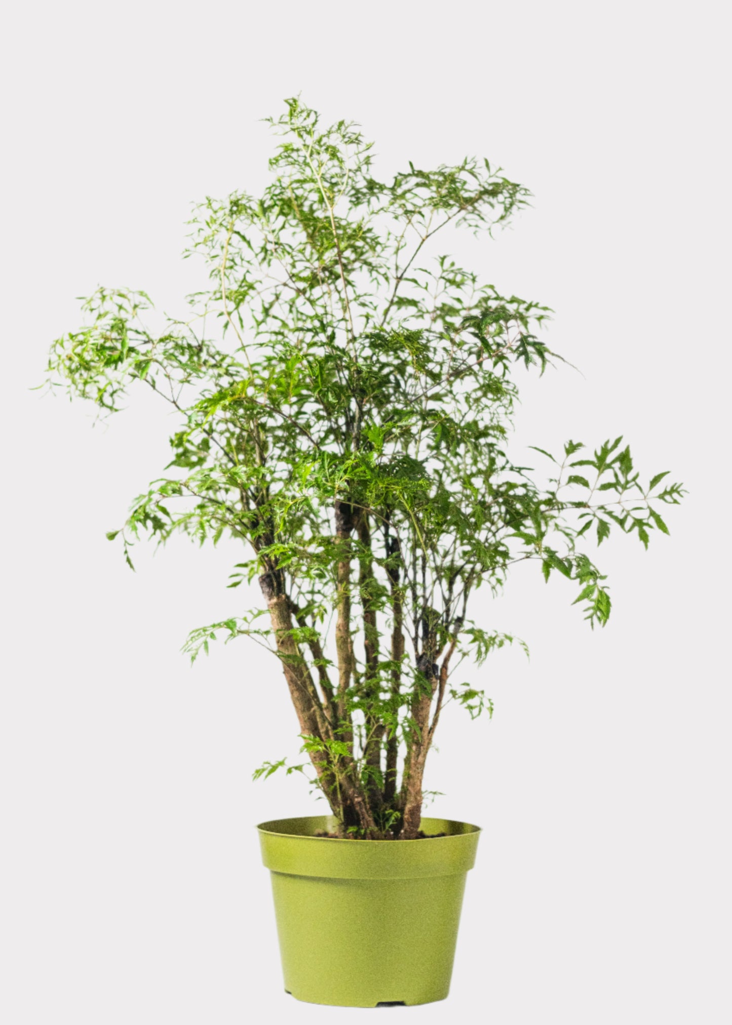 Aralia Ming indoor tree with feathery green foliage in green pot – front view – Rainbow Rosemead