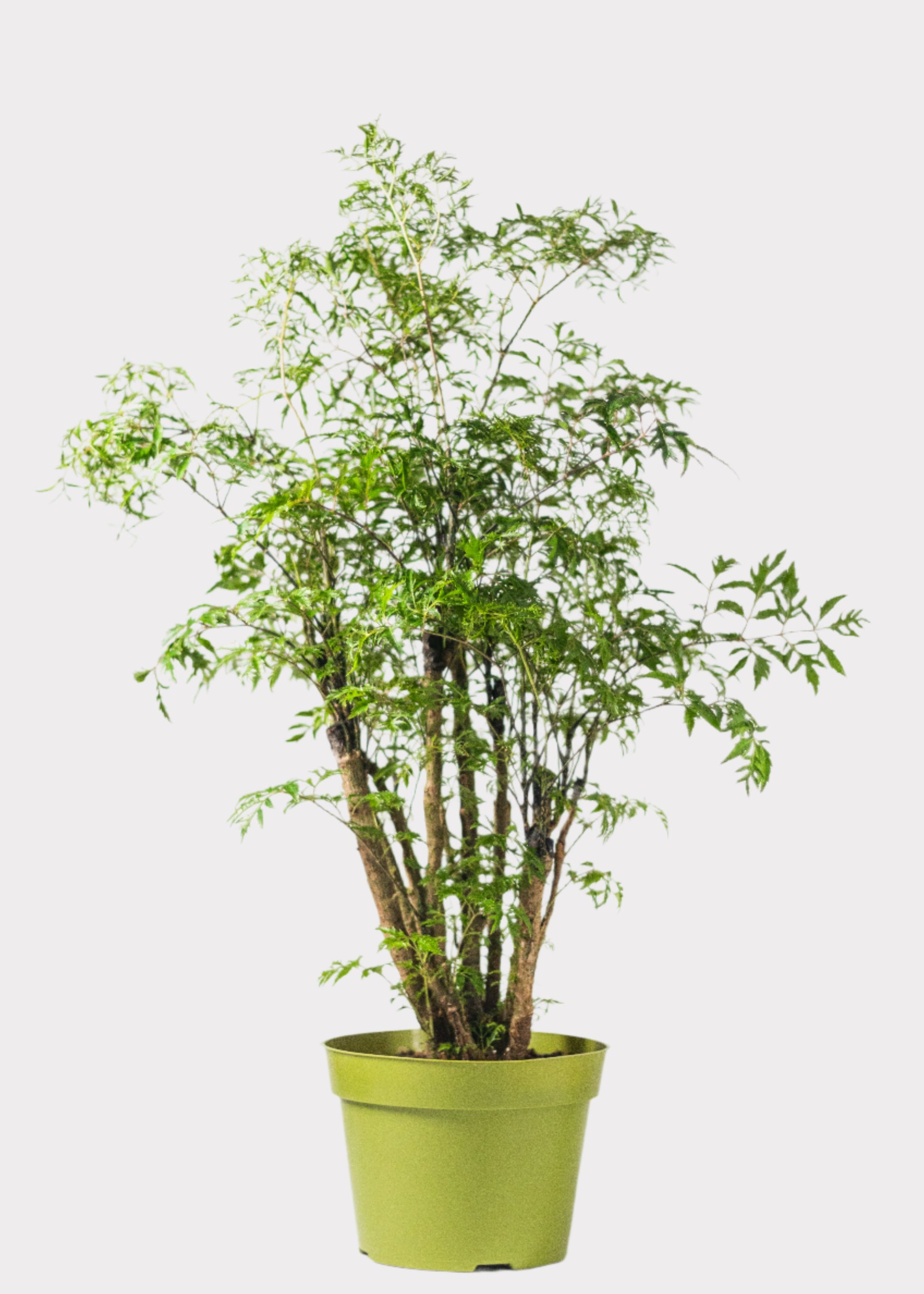 Aralia Ming indoor tree with feathery green foliage in green pot – front view – Rainbow Rosemead