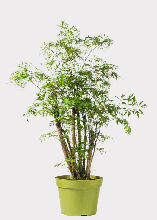 Aralia Ming indoor tree with feathery green foliage in green pot – front view – Rainbow Rosemead