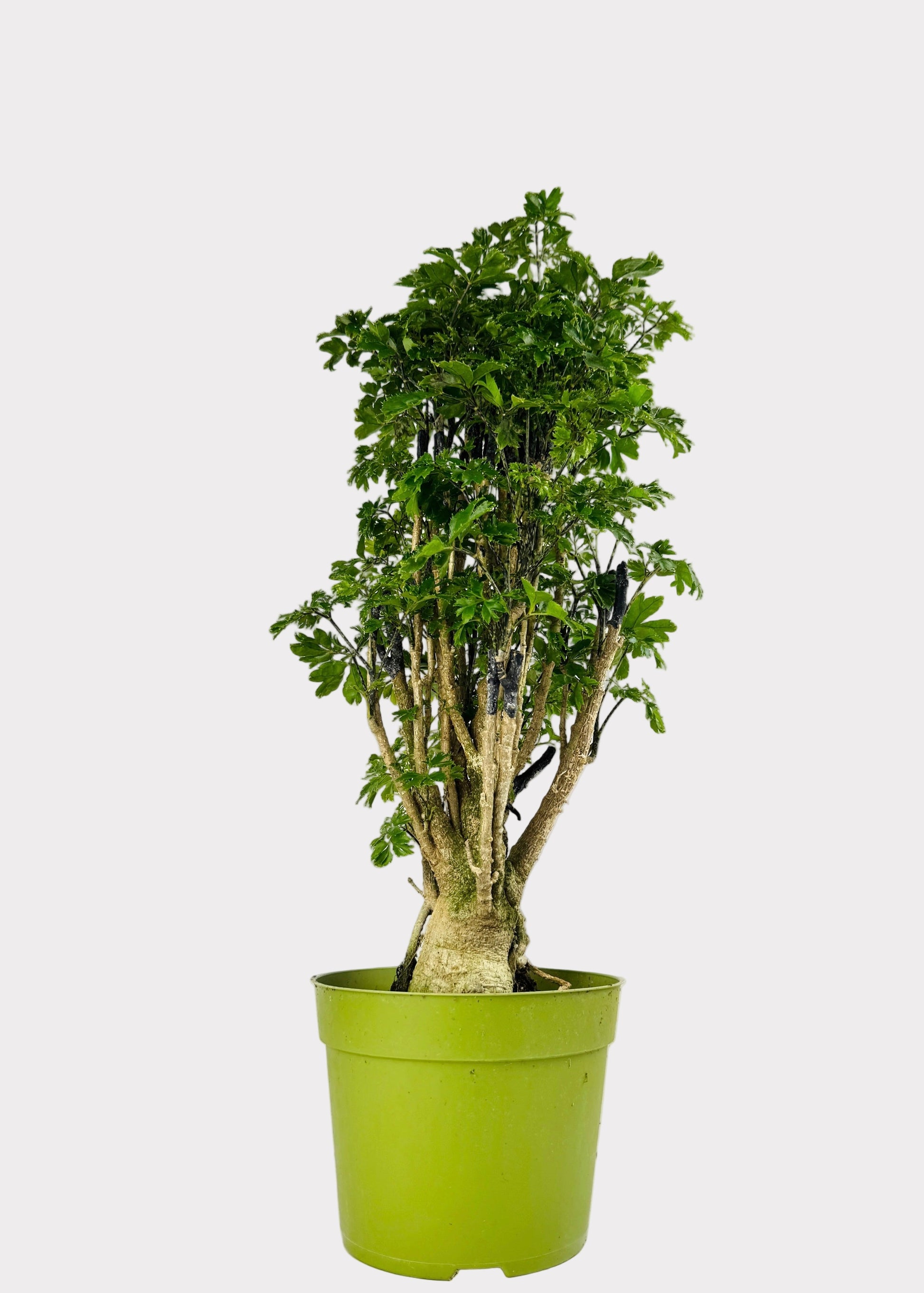 Aralia Roble indoor tree with glossy lobed leaves in green pot – front view – Rainbow Rosemead