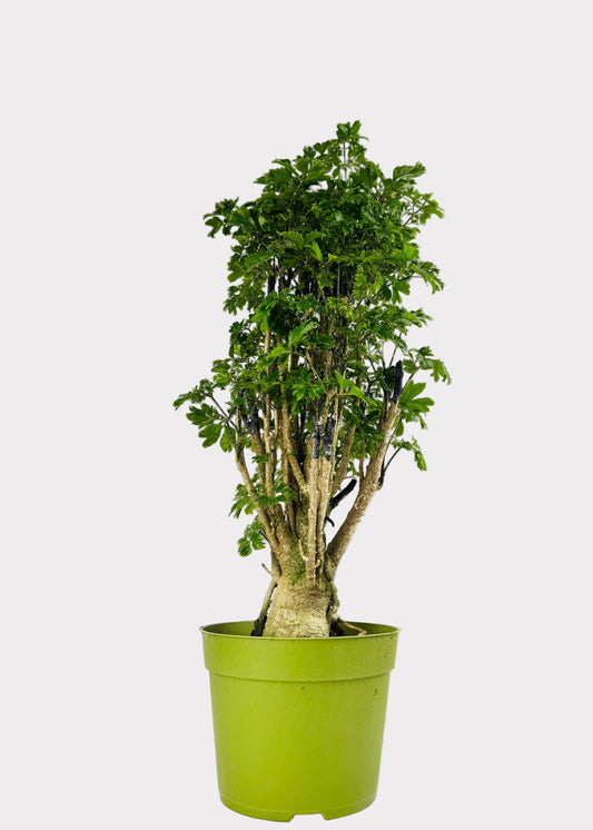 Aralia Roble indoor tree with glossy lobed leaves in green pot – front view – Rainbow Rosemead
