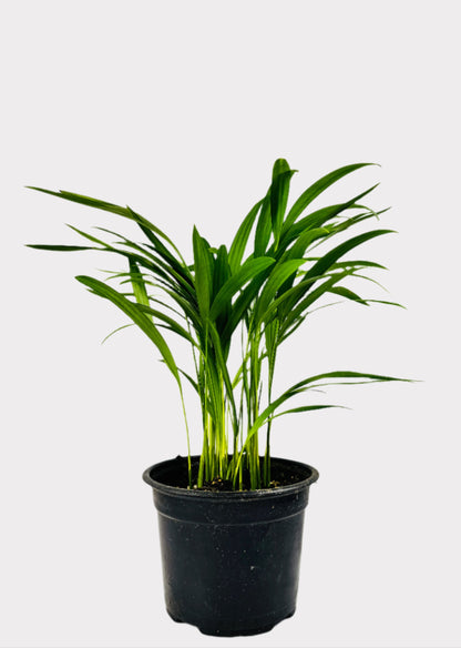 Areca Butterfly Palm indoor plant with feathery fronds in black pot – front view – Rainbow Rosemead