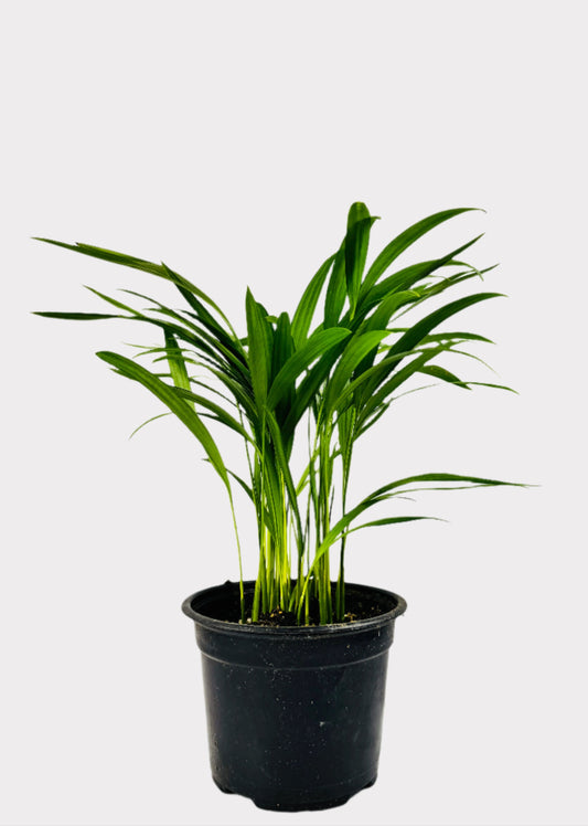 Areca Butterfly Palm indoor plant with feathery fronds in black pot – front view – Rainbow Rosemead