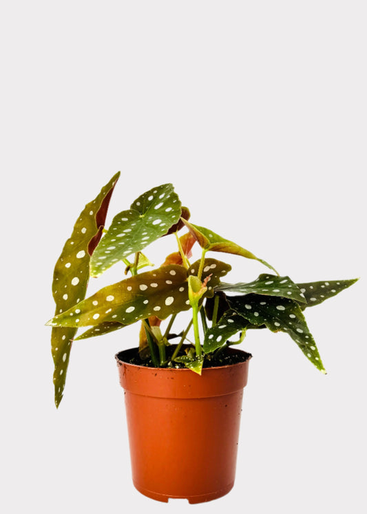 Begonia Polka Dot Plant with spotted green leaves in brown nursery pot – front view – Rainbow Rosemead