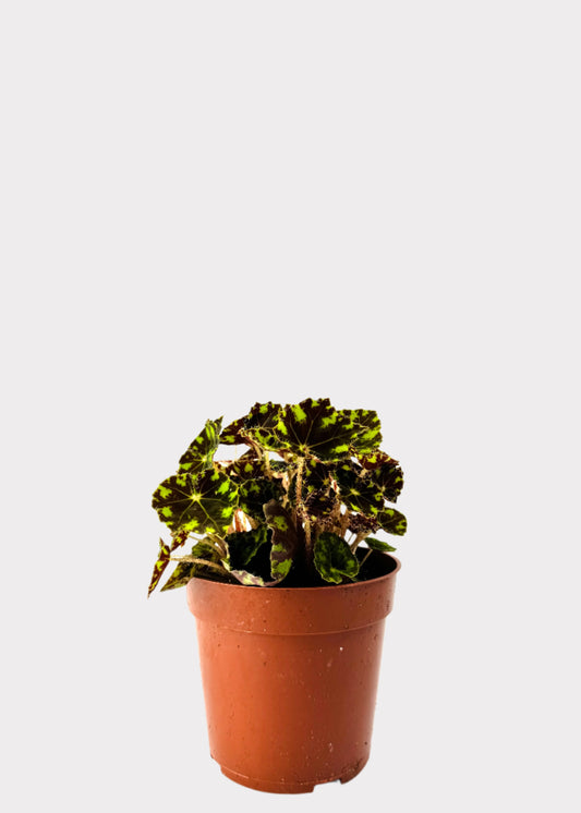 Begonia Tiger Paws with spotted green leaves in brown nursery pot – front view – Rainbow Rosemead