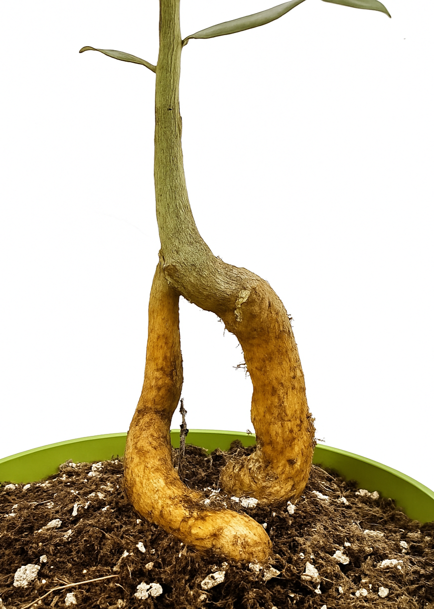 Brachychiton Rupestris – Queensland Bottle Tree