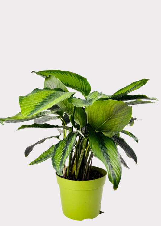 Calathea Beauty Star with striped green leaves in green nursery pot – front view – Rainbow Rosemead
