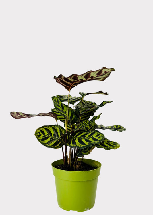 Calathea Peacock Plant with patterned green leaves in green nursery pot – front view – Rainbow Rosemead