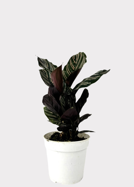 Calathea Pinstripe Ornata with pink-striped green leaves in white pot – front view – Rainbow Rosemead
