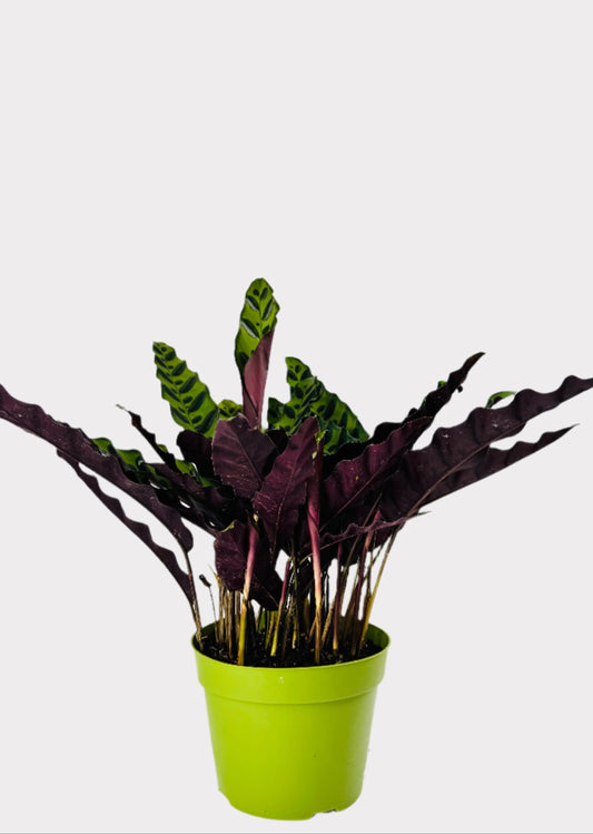 Calathea Rattlesnake Plant with wavy patterned leaves in green pot – front view – Rainbow Rosemead