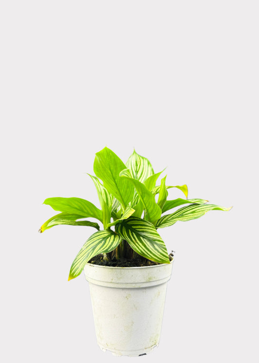 Calathea Vittata prayer plant with striped green leaves in white pot – front view – Rainbow Rosemead