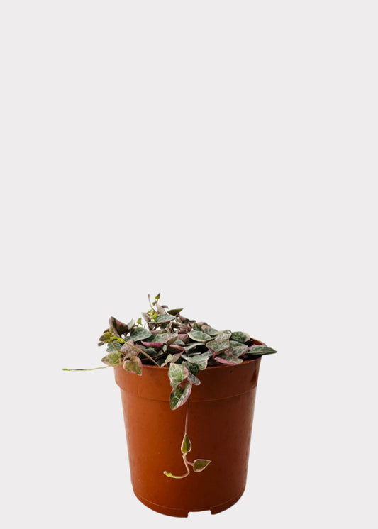 Variegated String of Hearts with pink and green trailing leaves in brown pot – front view – Rainbow Rosemead