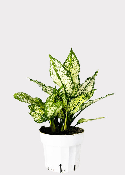 Chinese Evergreen First Diamond with silver-green leaves in white pot – front view – Rainbow Rosemead