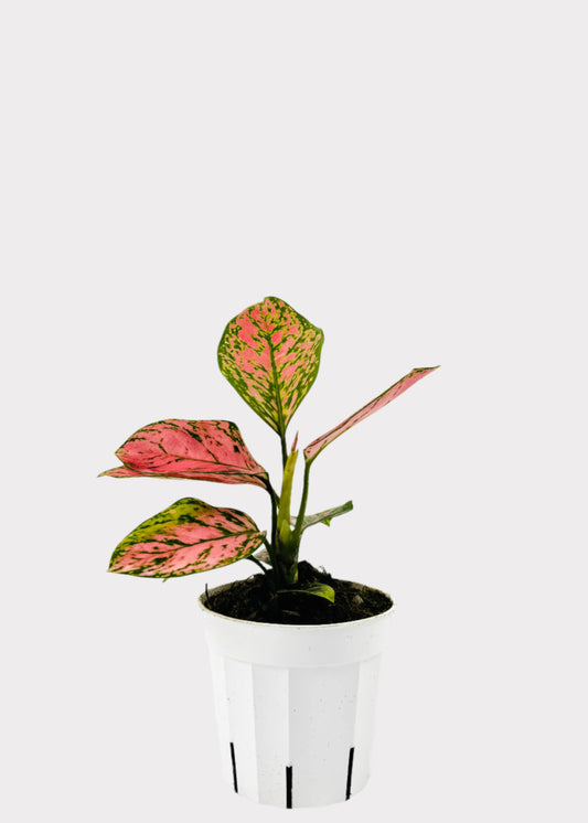 Chinese Evergreen Lady Valentine with pink and green leaves in white pot – front view – Rainbow Rosemead