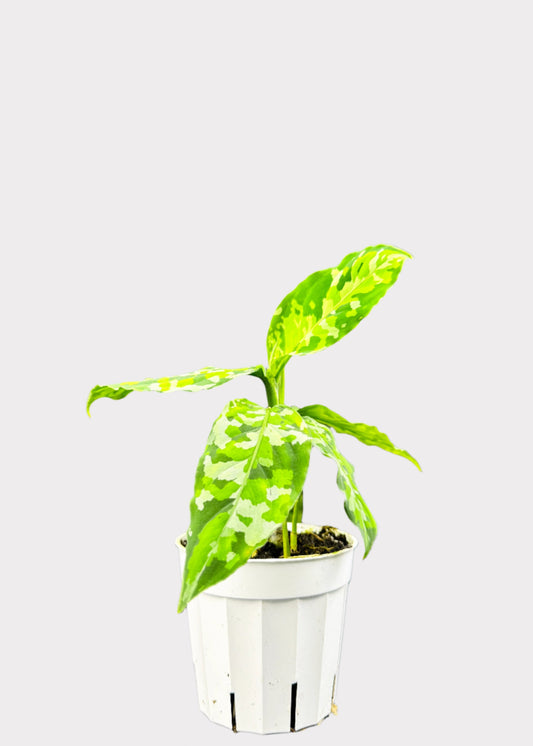 Chinese Evergreen Pictum Tricolor with camo-like variegation in white pot – front view – Rainbow Rosemead