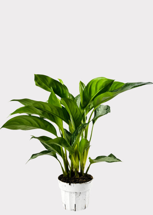 Chinese Evergreen Silver Bay with silver-green leaves in white pot – front view – Rainbow Rosemead