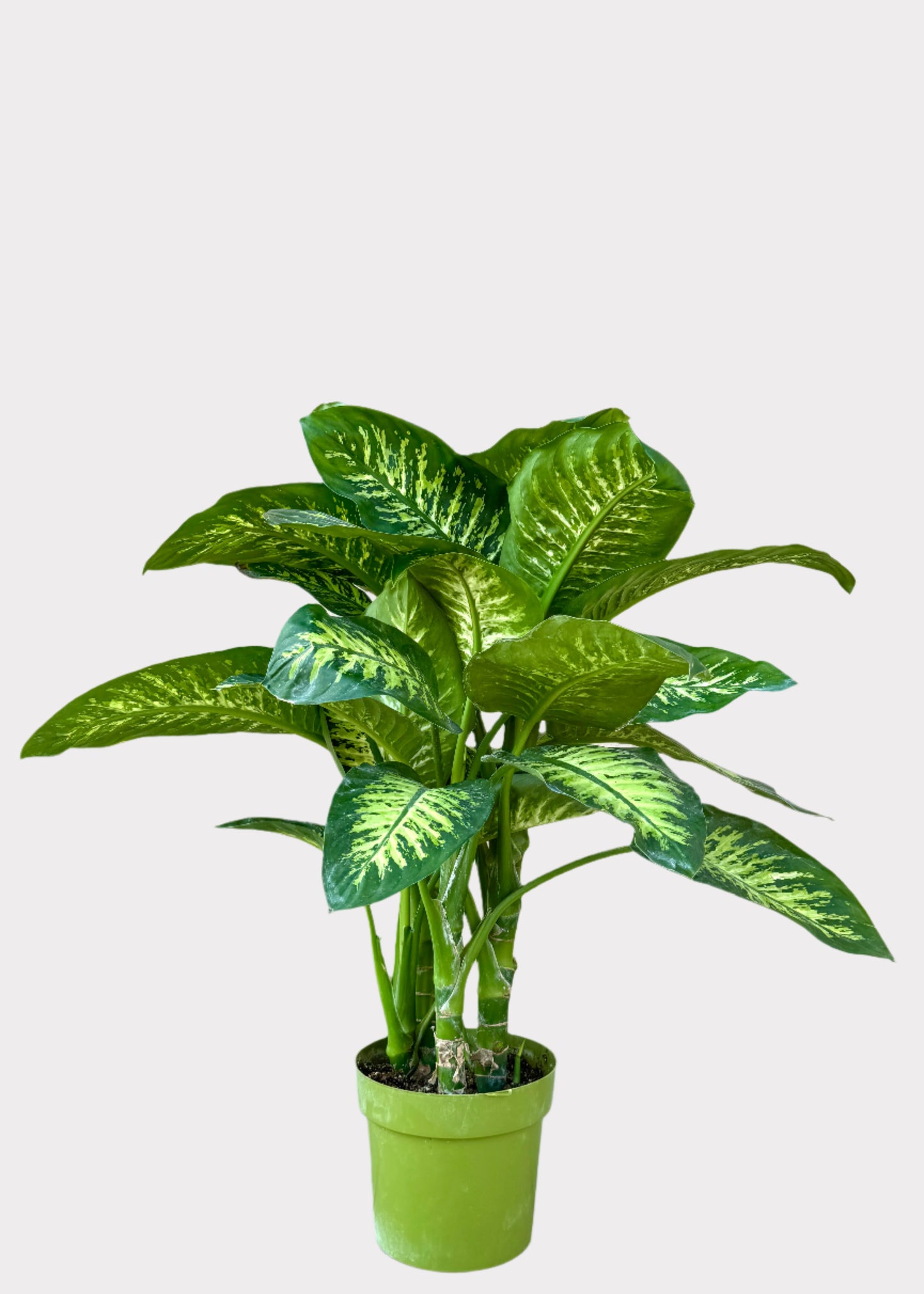 Dieffenbachia Tropic Snow houseplant with variegated green and cream leaves in green pot – full view – Rainbow Rosemead
