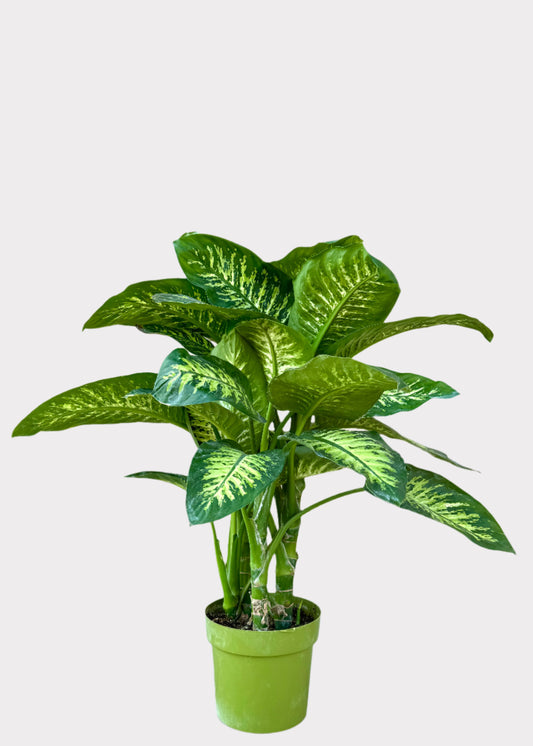 Dieffenbachia Tropic Snow houseplant with variegated green and cream leaves in green pot – full view – Rainbow Rosemead