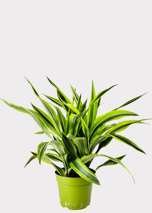 Dracaena Lemon Lime plant with bright striped green and yellow foliage in green pot – full view – Rainbow Rosemead
