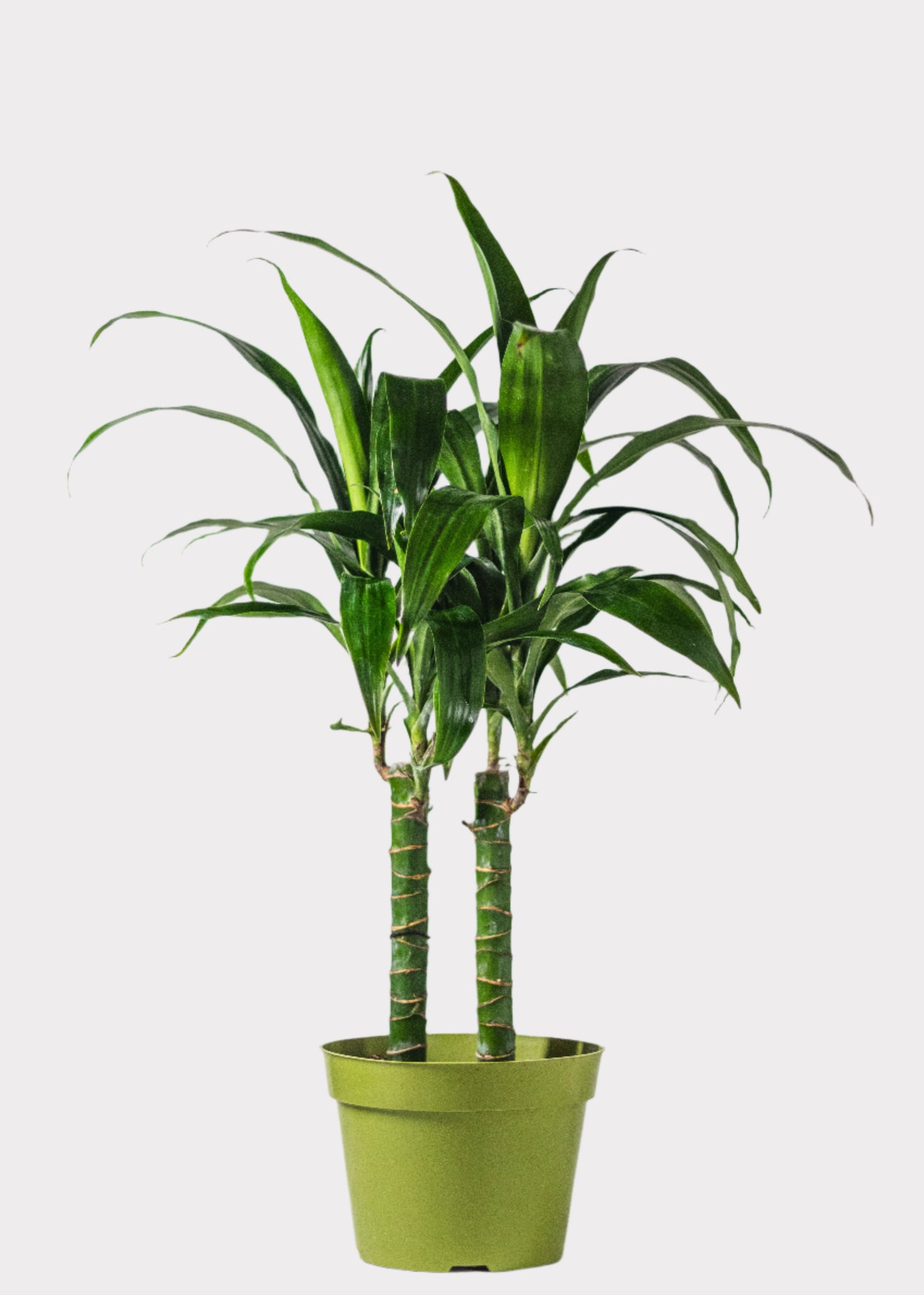 Dracaena Lisa Cane plant with tall upright stems and glossy green leaves in green pot – full view – Rainbow Rosemead