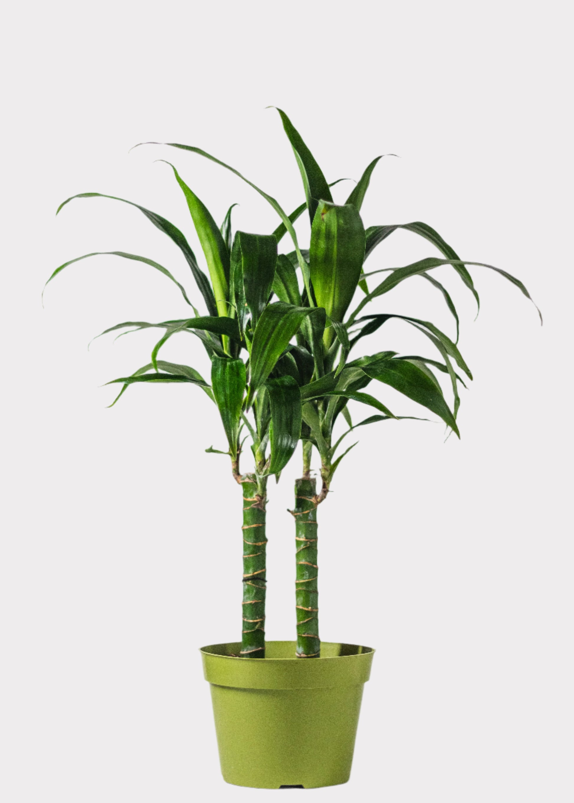 Dracaena Lisa Cane plant with tall upright stems and glossy green leaves in green pot – full view – Rainbow Rosemead