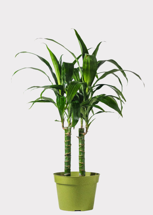 Dracaena Lisa Cane plant with tall upright stems and glossy green leaves in green pot – full view – Rainbow Rosemead