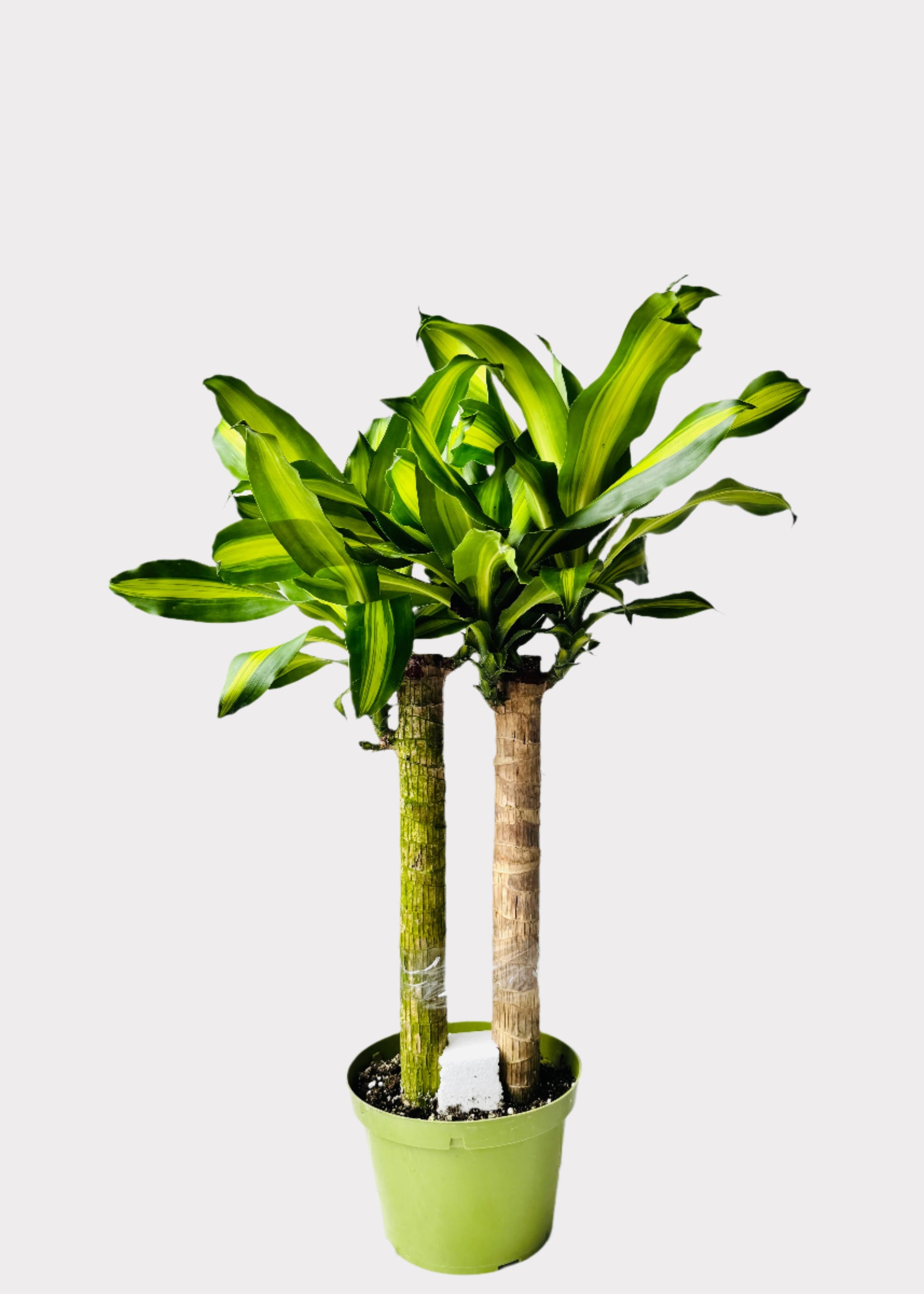 Dracaena Massangeana Cane with tall woody stems and striped green leaves in green pot – full view – Rainbow Rosemead