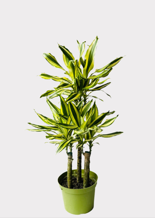 Dracaena Sol Cane with upright woody stems and bold striped green-yellow leaves in green pot – full view – Rainbow Rosemead