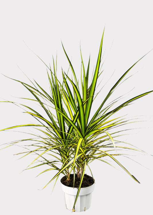 Dracaena Sun Ray with golden yellow and green variegated leaves in white pot – upright view – Rainbow Rosemead