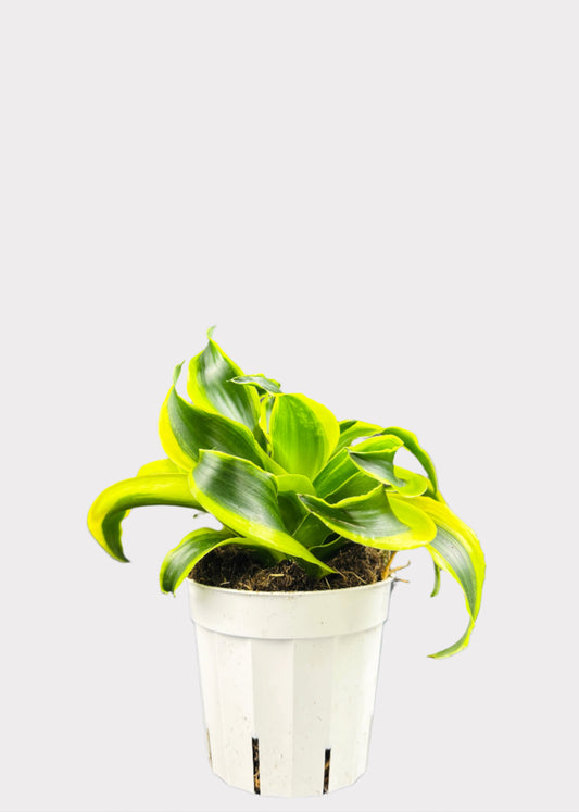 Dracaena Tornado with curled green and yellow leaves in a white pot – top view – Rainbow Rosemead