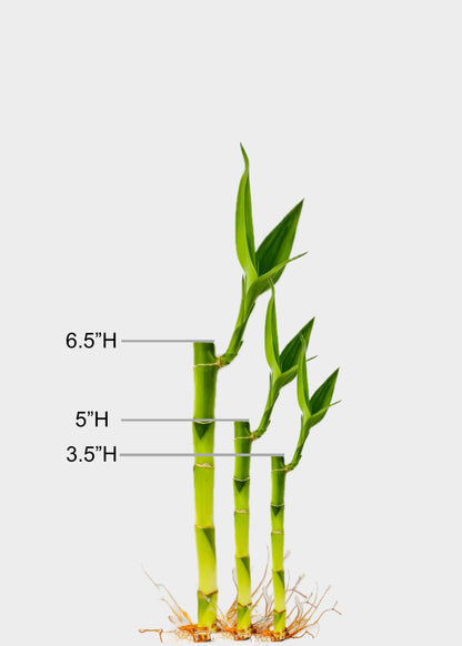 3 Level Small Lucky Bamboo