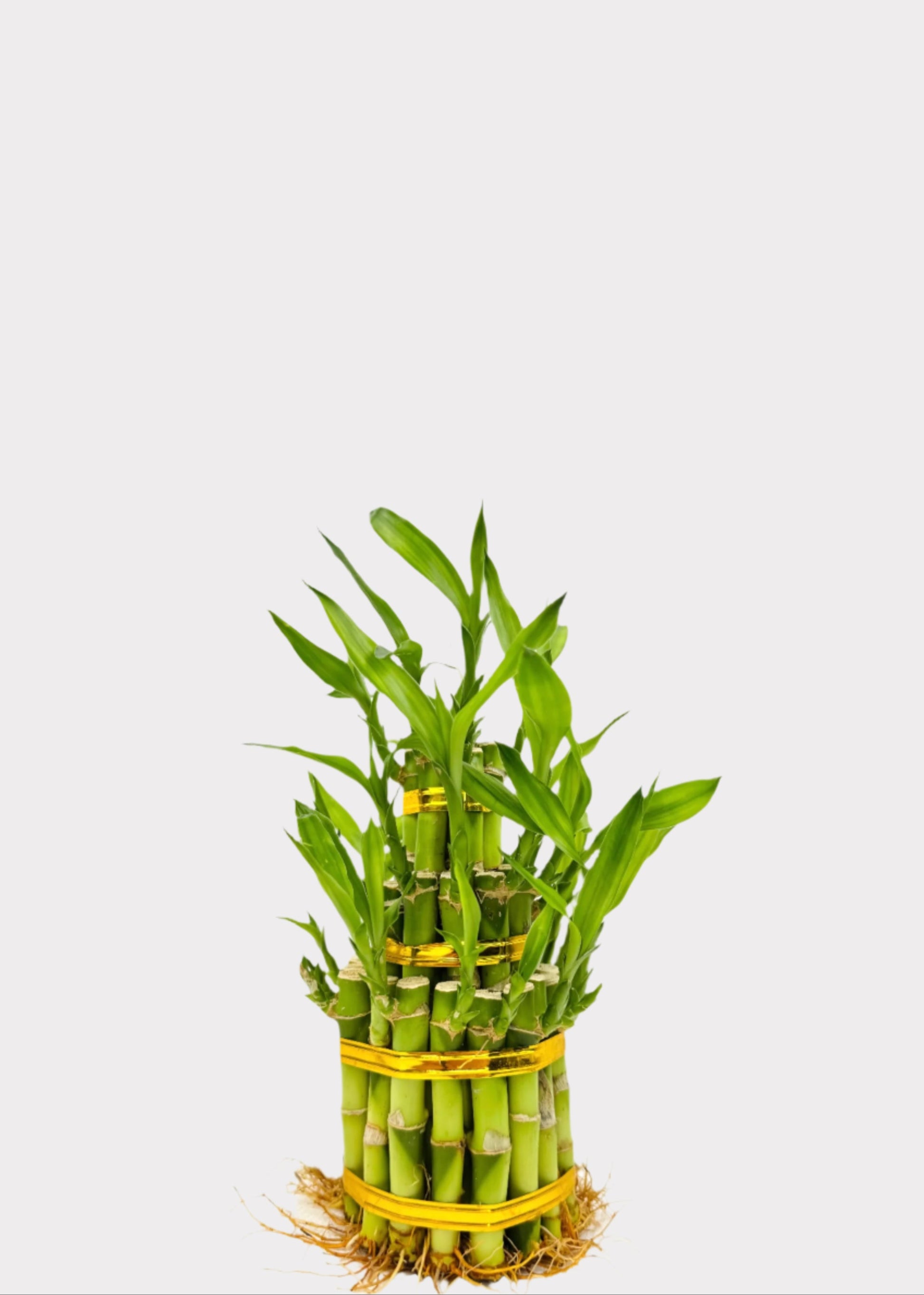 lucky bamboo outdoors Lucky Bamboo