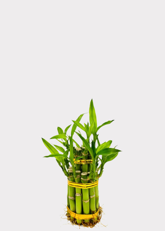Lucky Bamboo - Tiered Circular