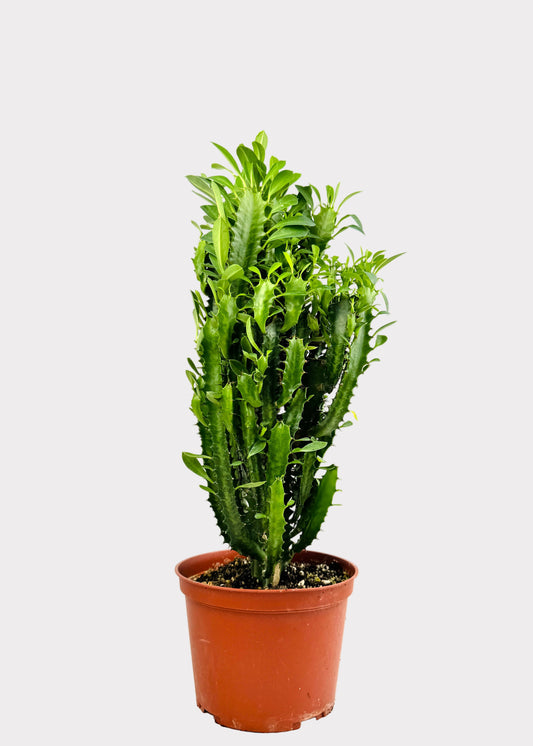 Euphorbia trigona African Milk Tree with upright green stems in terracotta pot – front view – Rainbow Rosemead