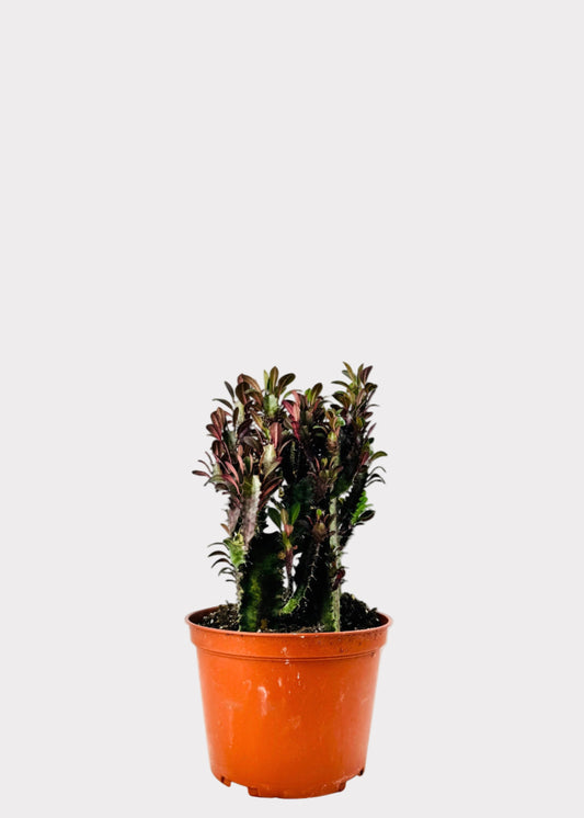 Euphorbia trigona Rubra African Milk Tree with burgundy stems and leaflets in terracotta pot – Rainbow Rosemead