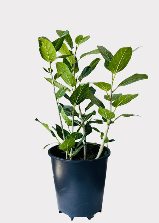 Ficus Audrey indoor tree with velvety green leaves in black nursery pot – Rainbow Rosemead