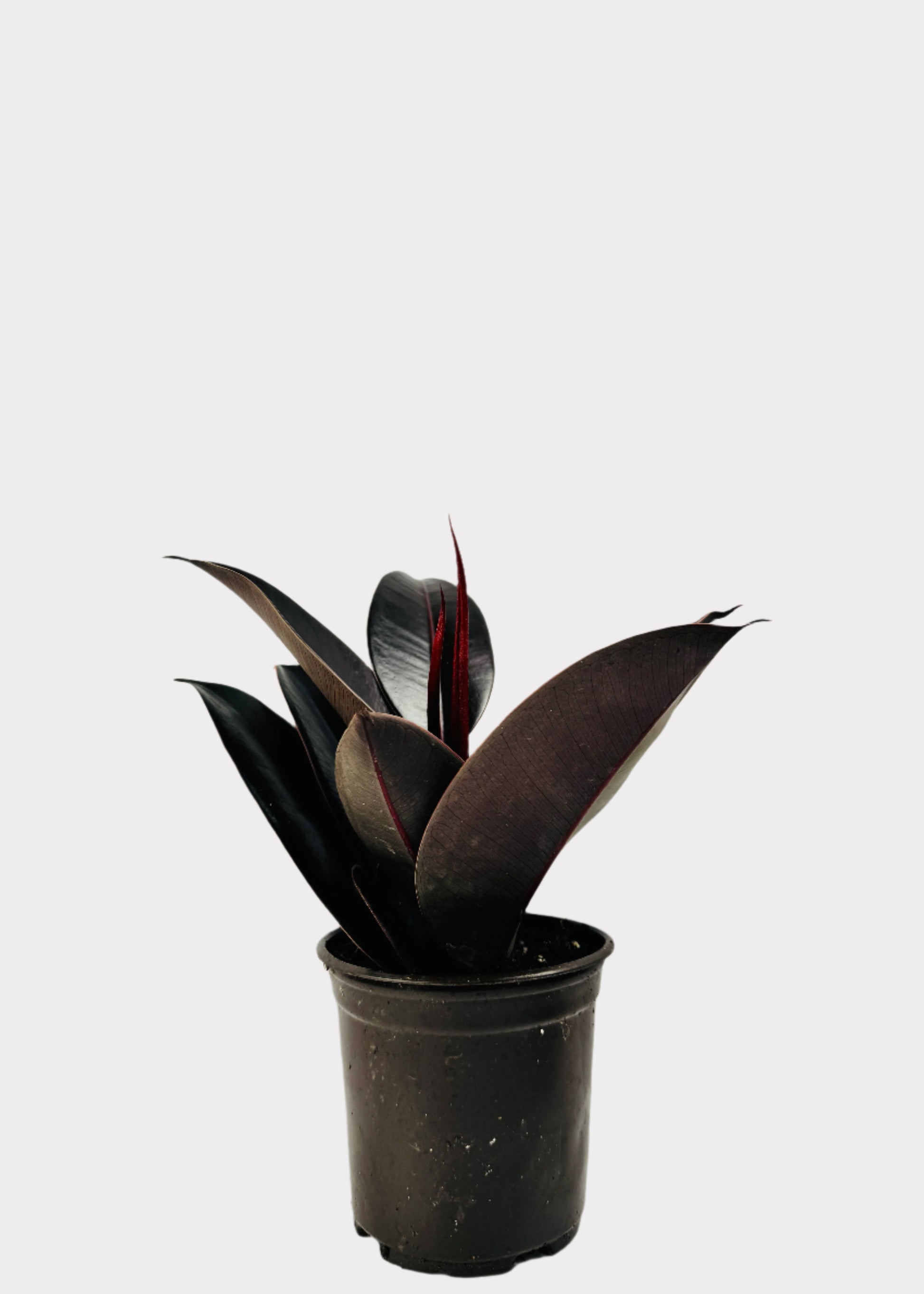 Ficus Burgundy Rubber Plant in black plastic pot – full view – Rainbow Rosemead