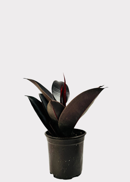 Ficus Burgundy Rubber Plant in black plastic pot – full view – Rainbow Rosemead