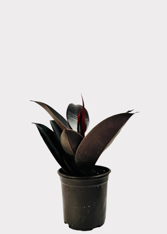 Ficus Burgundy Rubber Plant in black plastic pot – full view – Rainbow Rosemead